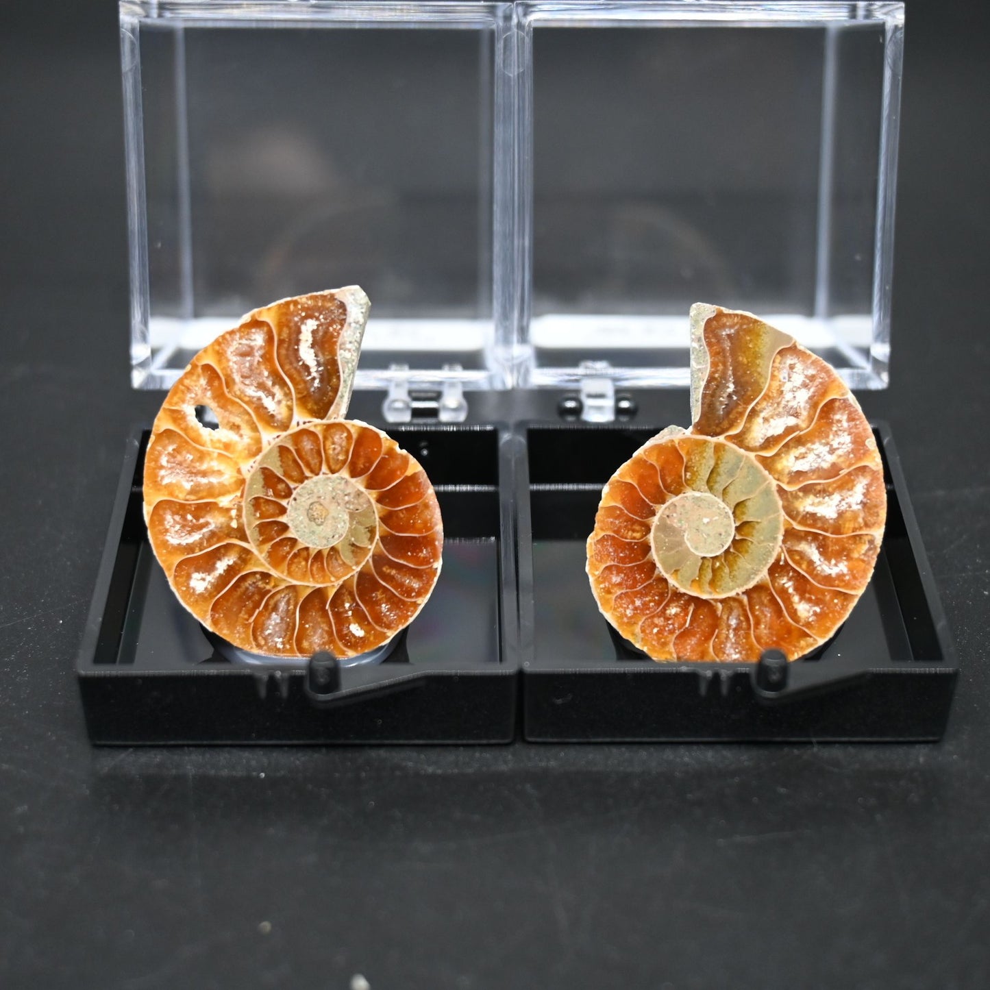 Small Ammonites