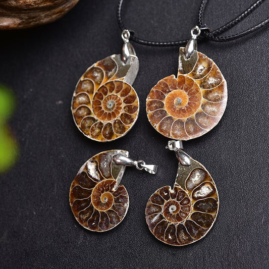Ammonite