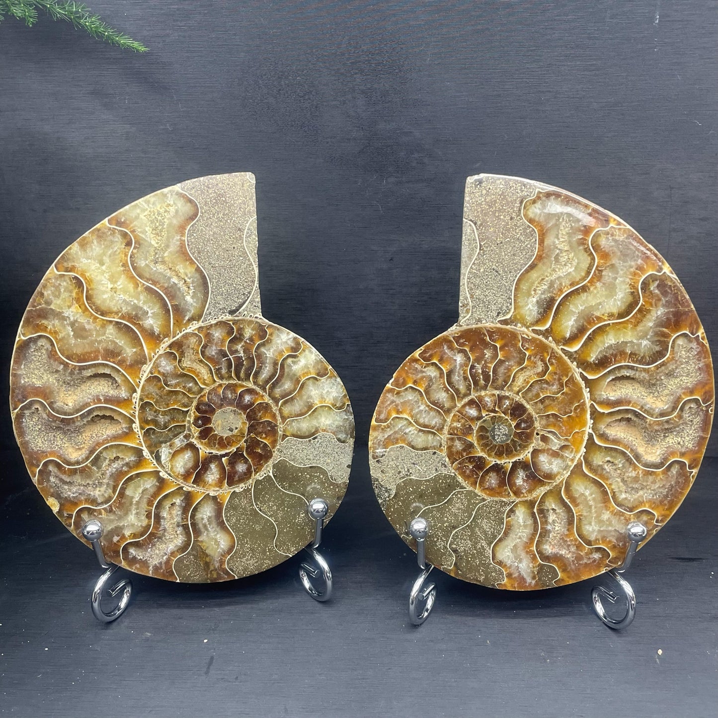 Big Ammonite Fossil
