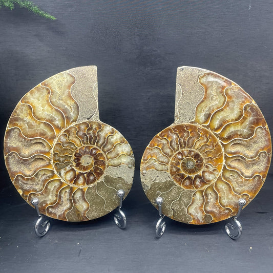 Big Ammonite Fossil