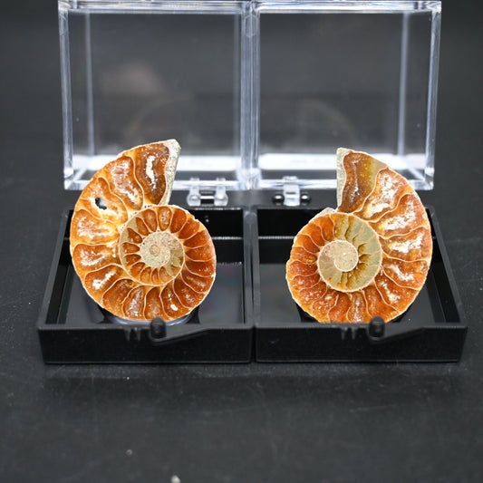 Small Ammonites